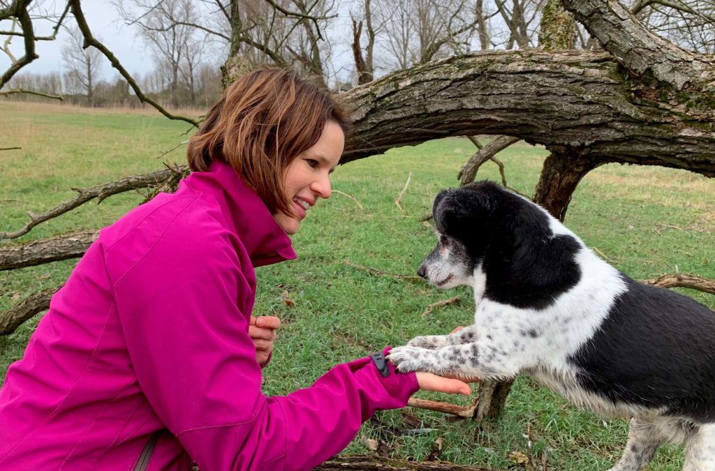 Wie bekomme ich meinen Hund bei Ablenkung besser fokussiert