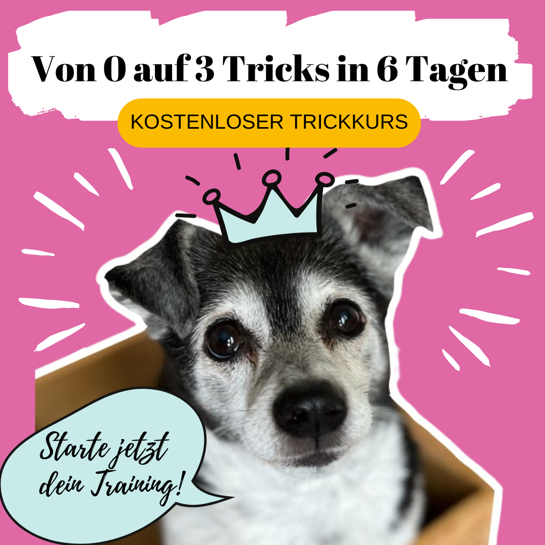 TEMPLATE Freebie zeigen Kopie Süßer Hund mit Krönchen und Sprechblase – Werbung für kostenlosen Online-Trickkurs: Von 0 auf 3 Tricks in 6 Tagen. Jetzt starten mit Hundetraining voller Spaß und Struktur.