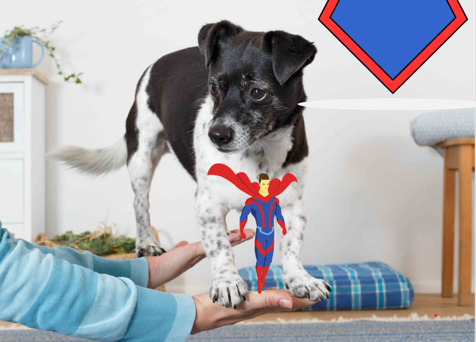 Trickdogging: Wie ich Hunden einen Superman-Umhang verleihe